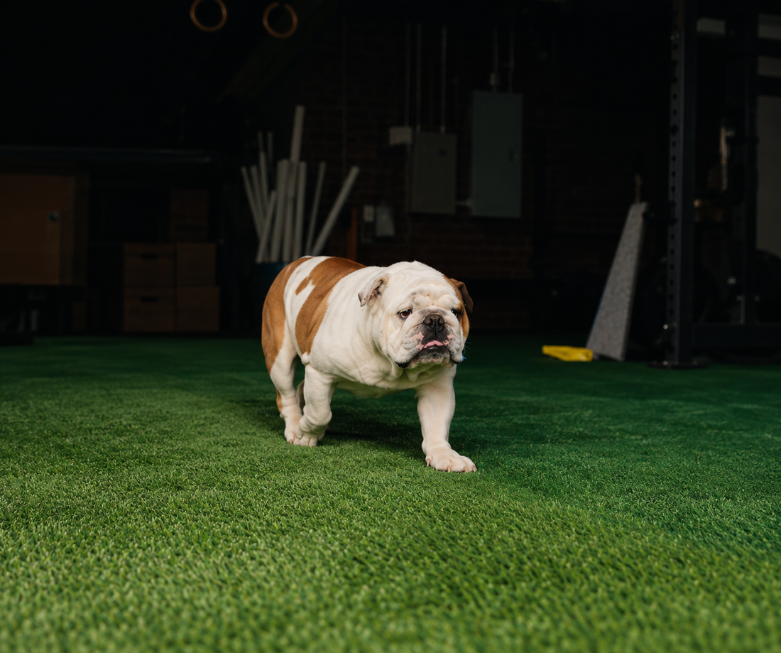 Dog Kennel Flooring and Dog Run Turf: A Complete Guide for Pet Facilities