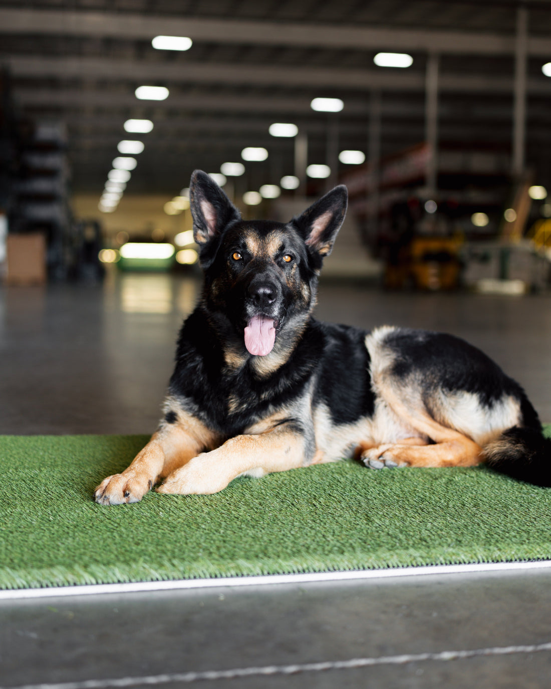 Best Artificial Grass for Dogs: The Complete PETMAXX Pet Turf Guide