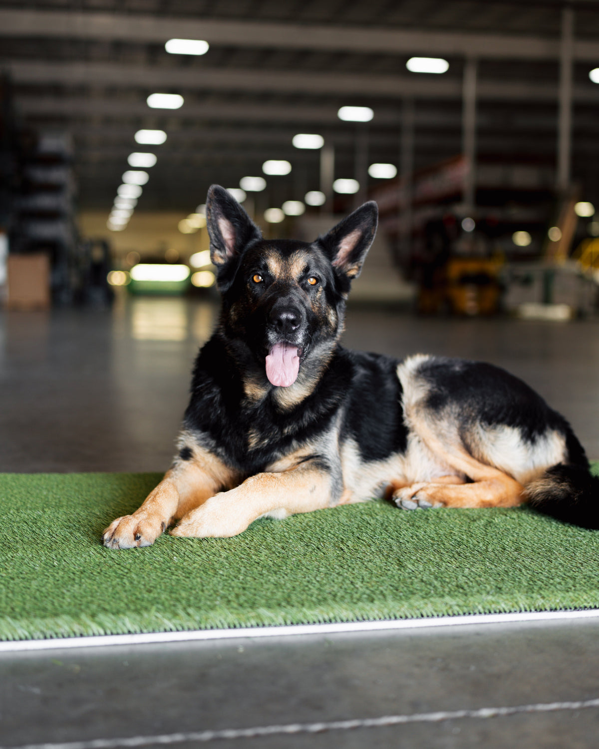 Best Artificial Grass for Dogs: The Complete PETMAXX Pet Turf Guide