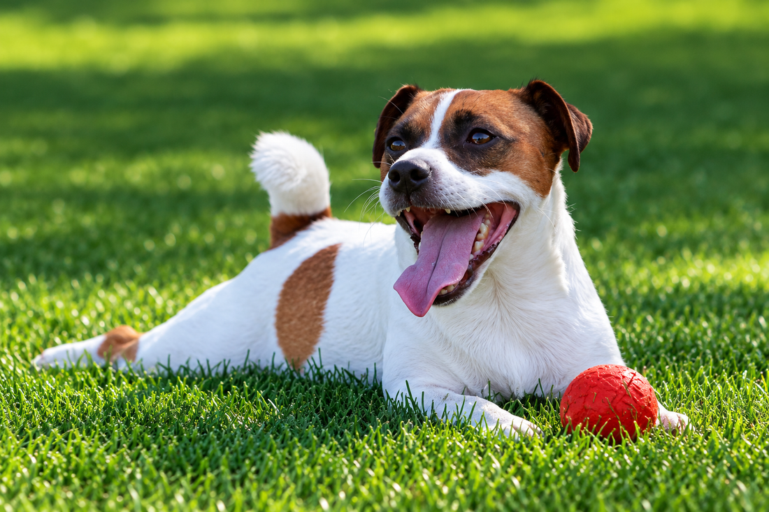 7 Benefits of Choosing Artificial Turf for Dogs: A Pet Owner's Guide